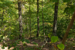 property photo for Big White Oak Tract 151, 25.62 acres for sale in Perry County, Tennessee