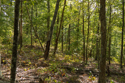property photo for Big White Oak Tract 151, 25.62 acres for sale in Perry County, Tennessee