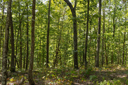property photo for Big White Oak Tract 151, 25.62 acres for sale in Perry County, Tennessee