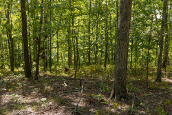 property photo for Big White Oak Tract 151, 25.62 acres for sale in Perry County, Tennessee