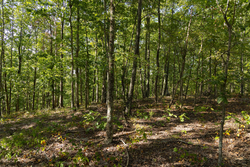 property photo for Big White Oak Tract 151, 25.62 acres for sale in Perry County, Tennessee