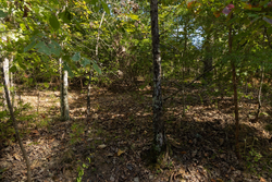 property photo for Big White Oak Tract 151, 25.62 acres for sale in Perry County, Tennessee