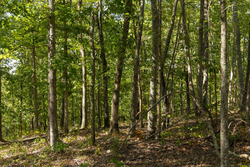 property photo for Big White Oak Tract 151, 25.62 acres for sale in Perry County, Tennessee