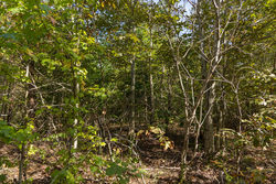 property photo for Big White Oak Tract 151, 25.62 acres for sale in Perry County, Tennessee