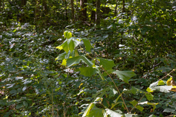 property photo for Big White Oak Tract 16, 14.55 acres for sale in Perry County, Tennessee