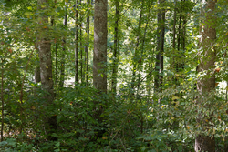 property photo for Big White Oak Tract 16, 14.55 acres for sale in Perry County, Tennessee