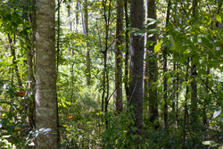 property photo for Big White Oak Tract 16, 14.55 acres for sale in Perry County, Tennessee