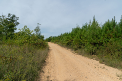 property photo for Big White Oak Tract 19, 13.58 acres for sale in Perry County, Tennessee