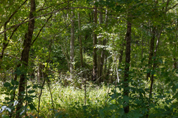 property photo for Big White Oak Tract 19, 13.58 acres for sale in Perry County, Tennessee