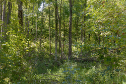 property photo for Big White Oak Tract 19, 13.58 acres for sale in Perry County, Tennessee