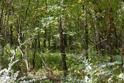 property photo for Big White Oak Tract 19, 13.58 acres for sale in Perry County, Tennessee