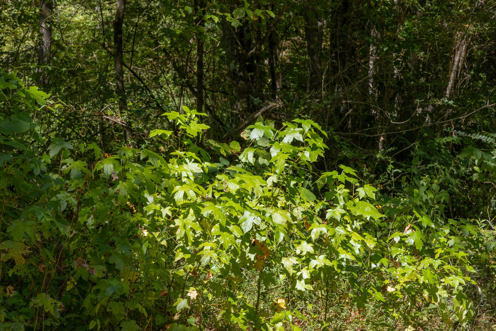 13.58 acre rural land tract for sale at Big White Oak Tract 19 in Perry County, Tennessee
