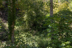 property photo for Big White Oak Tract 20, 9.63 acres for sale in Perry County, Tennessee