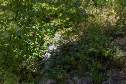 property photo for Big White Oak Tract 20, 9.63 acres for sale in Perry County, Tennessee