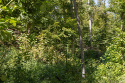 property photo for Big White Oak Tract 20, 9.63 acres for sale in Perry County, Tennessee