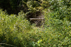 property photo for Big White Oak Tract 20, 9.63 acres for sale in Perry County, Tennessee