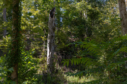 property photo for Big White Oak Tract 20, 9.63 acres for sale in Perry County, Tennessee