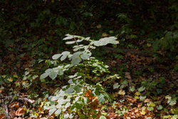 property photo for Big White Oak Tract 26, 5.1 acres for sale in Perry County, Tennessee