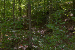 property photo for Big White Oak Tract 26, 5.1 acres for sale in Perry County, Tennessee