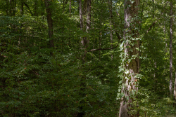property photo for Big White Oak Tract 26, 5.1 acres for sale in Perry County, Tennessee