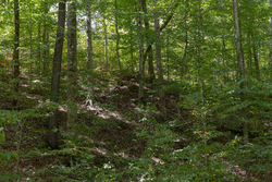 property photo for Big White Oak Tract 26, 5.1 acres for sale in Perry County, Tennessee
