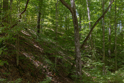 property photo for Big White Oak Tract 26, 5.1 acres for sale in Perry County, Tennessee