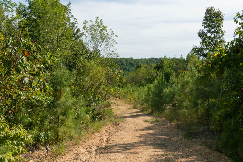 5.52 acre rural land tract for sale at Big White Oak Tract 39 in Perry County, Tennessee