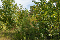 property photo for Big White Oak Tract 40, 5.21 acres for sale in Perry County, Tennessee