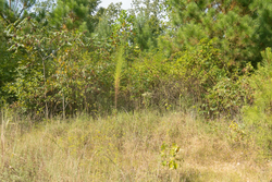 property photo for Big White Oak Tract 40, 5.21 acres for sale in Perry County, Tennessee