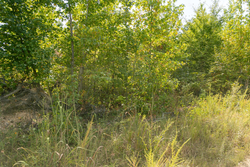property photo for Big White Oak Tract 40, 5.21 acres for sale in Perry County, Tennessee