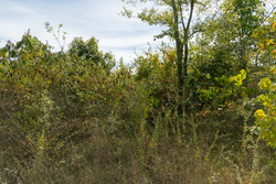 property photo for Big White Oak Tract 40, 5.21 acres for sale in Perry County, Tennessee