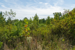property photo for Big White Oak Tract 42, 10.72 acres for sale in Perry County, Tennessee