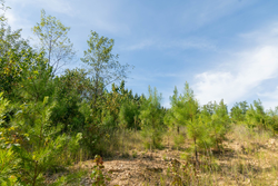 property photo for Big White Oak Tract 43, 10.05 acres for sale in Perry County, Tennessee