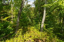 property photo for Big White Oak Tract 43, 10.05 acres for sale in Perry County, Tennessee