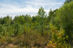 property photo for Big White Oak Tract 43, 10.05 acres for sale in Perry County, Tennessee