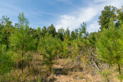 property photo for Big White Oak Tract 43, 10.05 acres for sale in Perry County, Tennessee