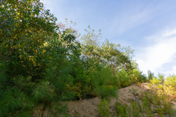 property photo for Big White Oak Tract 43, 10.05 acres for sale in Perry County, Tennessee