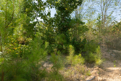 property photo for Big White Oak Tract 43, 10.05 acres for sale in Perry County, Tennessee
