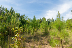 property photo for Big White Oak Tract 43, 10.05 acres for sale in Perry County, Tennessee