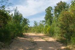 property photo for Big White Oak Tract 43, 10.05 acres for sale in Perry County, Tennessee