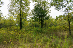 property photo for Big White Oak Tract 44, 13.9 acres for sale in Perry County, Tennessee