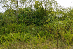 property photo for Big White Oak Tract 44, 13.9 acres for sale in Perry County, Tennessee