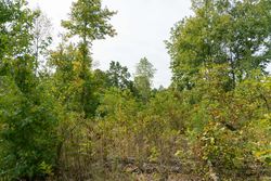 property photo for Big White Oak Tract 46, 7.17 acres for sale in Perry County, Tennessee