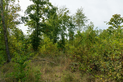 property photo for Big White Oak Tract 46, 7.17 acres for sale in Perry County, Tennessee
