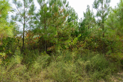 property photo for Big White Oak Tract 46, 7.17 acres for sale in Perry County, Tennessee