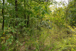 property photo for Big White Oak Tract 46, 7.17 acres for sale in Perry County, Tennessee