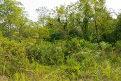 property photo for Big White Oak Tract 46, 7.17 acres for sale in Perry County, Tennessee