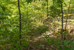 property photo for Big White Oak Tract 56, 6.25 acres for sale in Perry County, Tennessee