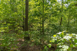 property photo for Big White Oak Tract 56, 6.25 acres for sale in Perry County, Tennessee