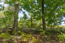 property photo for Big White Oak Tract 56, 6.25 acres for sale in Perry County, Tennessee